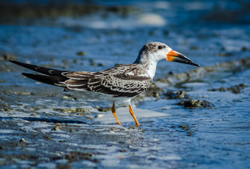 Female Black Skimmer ( Rynchops niger) drinks water in Newport Back Bay Ecological Preserve