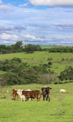Naklejka na ściany i meble Cow herd grazing in a field at sunset