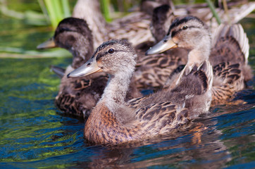 Mother Mallard Duck with ducklings swimming in Minnesota Lake