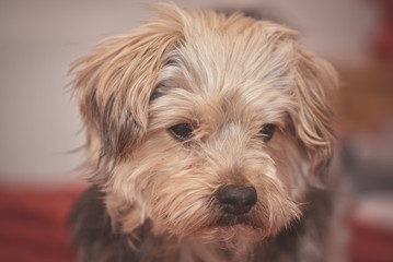 Sad yorkshire terrier puppy dog