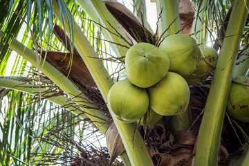 coconut fruit on tree © tortoon