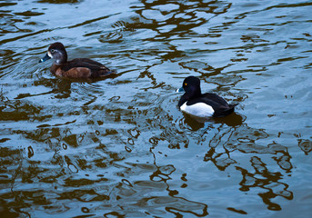Male and Female Ring-necked Duck  Aythya collaris swimming together in Newport Back Bay