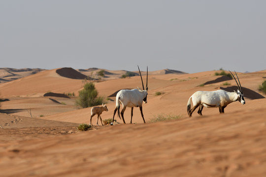 Oryxantilopen mit Nachwuchs