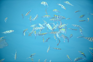 Fishes swimming on the surface of the blue water of tropical sea multi colored.