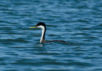 beautiful portrait of  Western Grebe (Aechmophorus occidentalis) swimming in the calm waters of Newport Back Bay Ecological Preserve, California