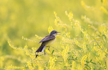 yellow bird Wagtail sitting on a flowered summer meadow clover and sings a song