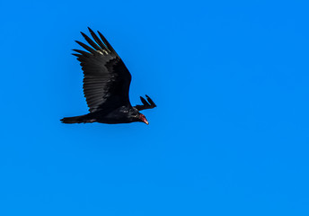 Turkey Vulture in Flight over Baja Mexican Desert
