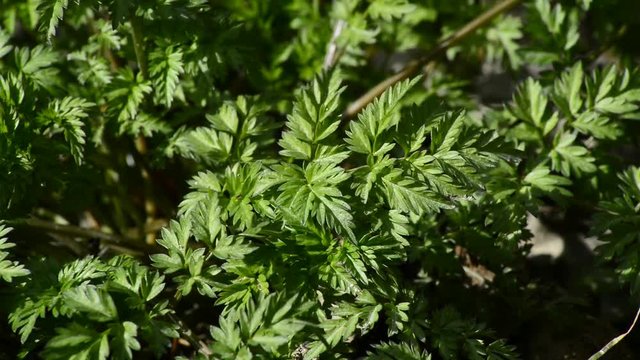 Kerbel, Wildpflanze im Fr&uuml;hjahr
