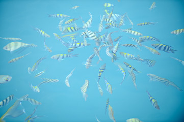 Fishes swimming on the surface of the blue water of tropical sea multi colored.