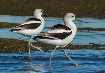 Portrait of American Avocet (Recurvirostra americana) in Newport Back Bay Ecological Preserve