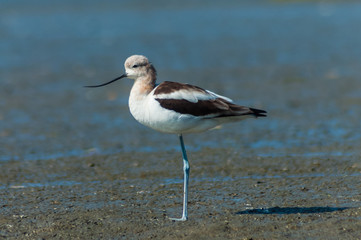 Portrait of American Avocet (Recurvirostra americana) in Newport Back Bay Ecological Preserve