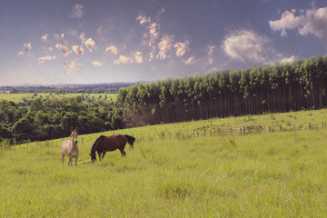 Horses in the pasture at the sunset