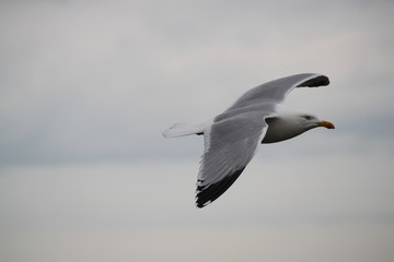 mouette