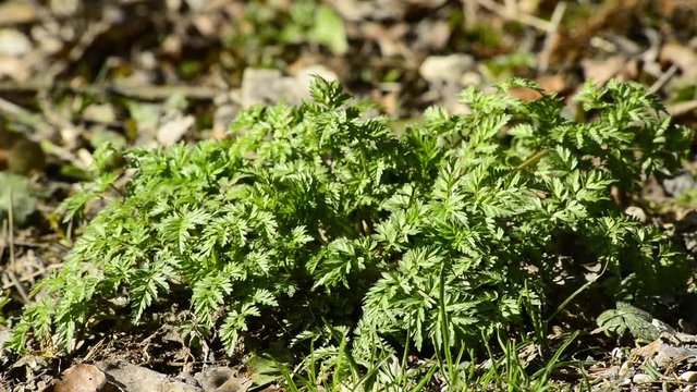 Kerbel, Wildpflanze im Fr&uuml;hjahr