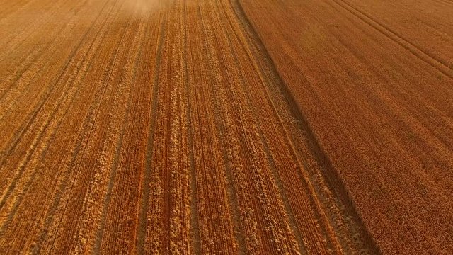 Aerial view of golden field. Wheat field and dust. Crop growing tips.