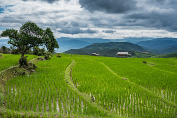 Obraz premium Green rice field in Chiang mai, Thailand.