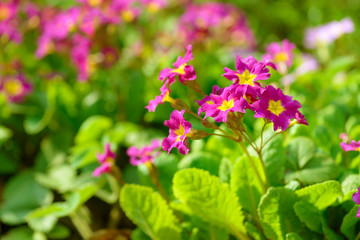 Primrose pink flowers (Primula Vulgaris). Pink primroses. Primula flowers growing in the field.