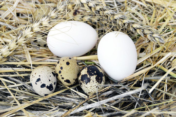 pictures of the eggs in the quail's nest, chicken and quail eggs, pictures of the chicken eggs in the most beautiful white ground
