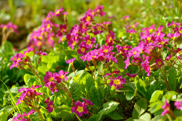 Obraz premium Primrose pink flowers (Primula Vulgaris). Pink primroses. Primula flowers growing in the field.