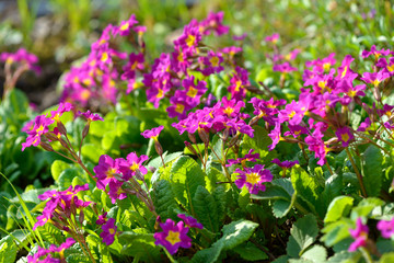 Primrose pink flowers (Primula Vulgaris). Pink primroses. Primula flowers growing in the field