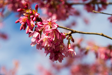 Pink Blossom