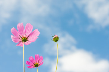 beautiful cosmos flower wiht blue sky in the park.