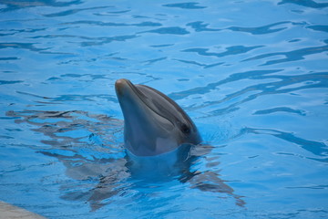 dophin