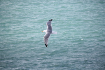 mouette en vol