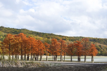 Cypress trees on the island of Sukko	