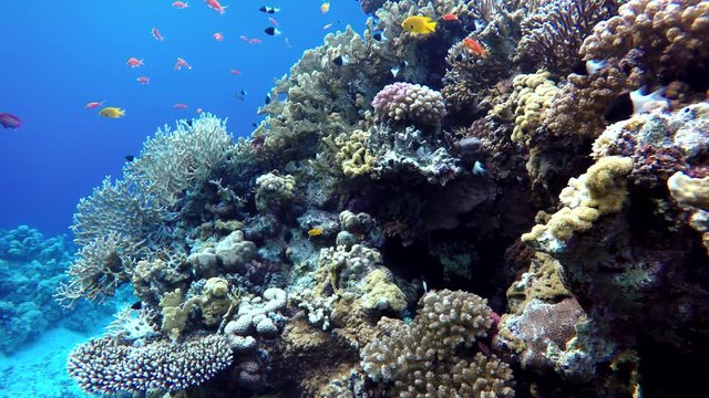 Coral reef and beautiful fish. Underwater life in the ocean. Tropical fish on coral reefs.