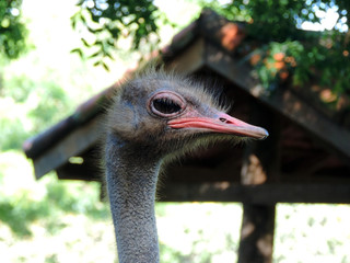 Closeup on the ostrich's head
