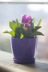 Beautiful tulips in a pot against the window, filled with spring diffused light in the background