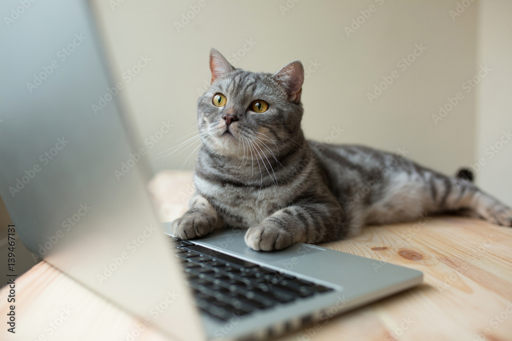 Wall mural cat using the computer