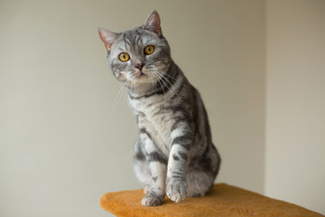 cute scottish straight gray cat looking at you