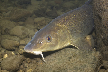 Underwater photography of a nice fish Barbel (Barbus barbus). Freshwater fish in the clean river...
