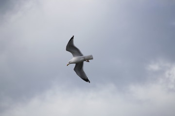 mouette en vol