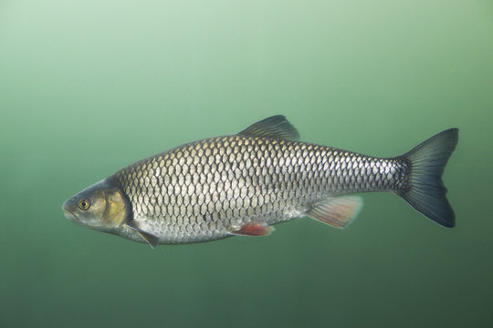 Freshwater fish Chub (Leuciscus cephalus) in the beautiful clean river. Underwater shot with green bacground. Wild life animal. 
