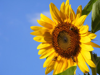 Blumen im Gegenlicht