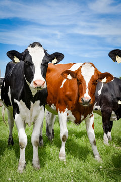Ein Rotbuntes Rind und ein Holstein-Frisian Rind stehen nebeneinander
