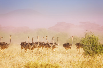 Fototapeta na wymiar Herd of ostriches running in haze at savannah