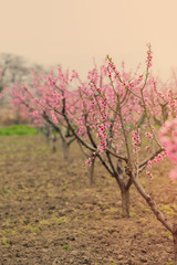 photo of beautiful blooming trees with wonderful small pink flowers in spring