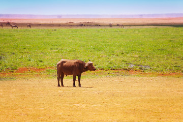 African buffalo pasturing alone at Kenyan savannah