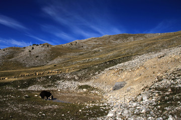 Bjelasnica mountain landscape with dog and sheeps near Sarajevo , Bosnia and Herzegovina
