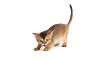 Hissing Abyssinian Kitty like a wild cat on Isolated White Background
