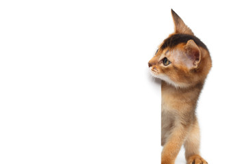 Curious Abyssinian Kitty Looking side on Isolated White Background
