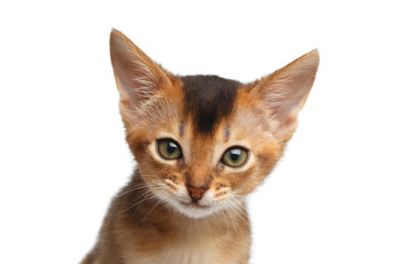 Closeup Portrait of Cute Abyssinian Kitty interesting Looking in Camera on Isolated White Background, front view