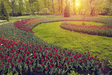 spring flowerbed with red tulips in the shape of a spiral under the bright sun