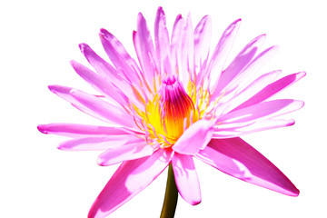 Pink lotus flower background