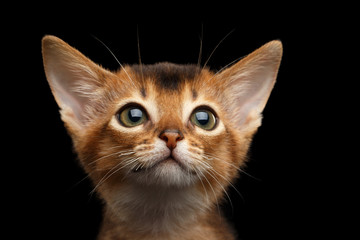Portrait of Cute Abyssinian Kitty with huge eyes on Isolated Black Background