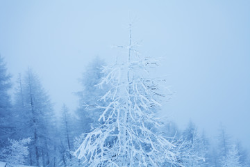 Tree covered by ice in winter mountains